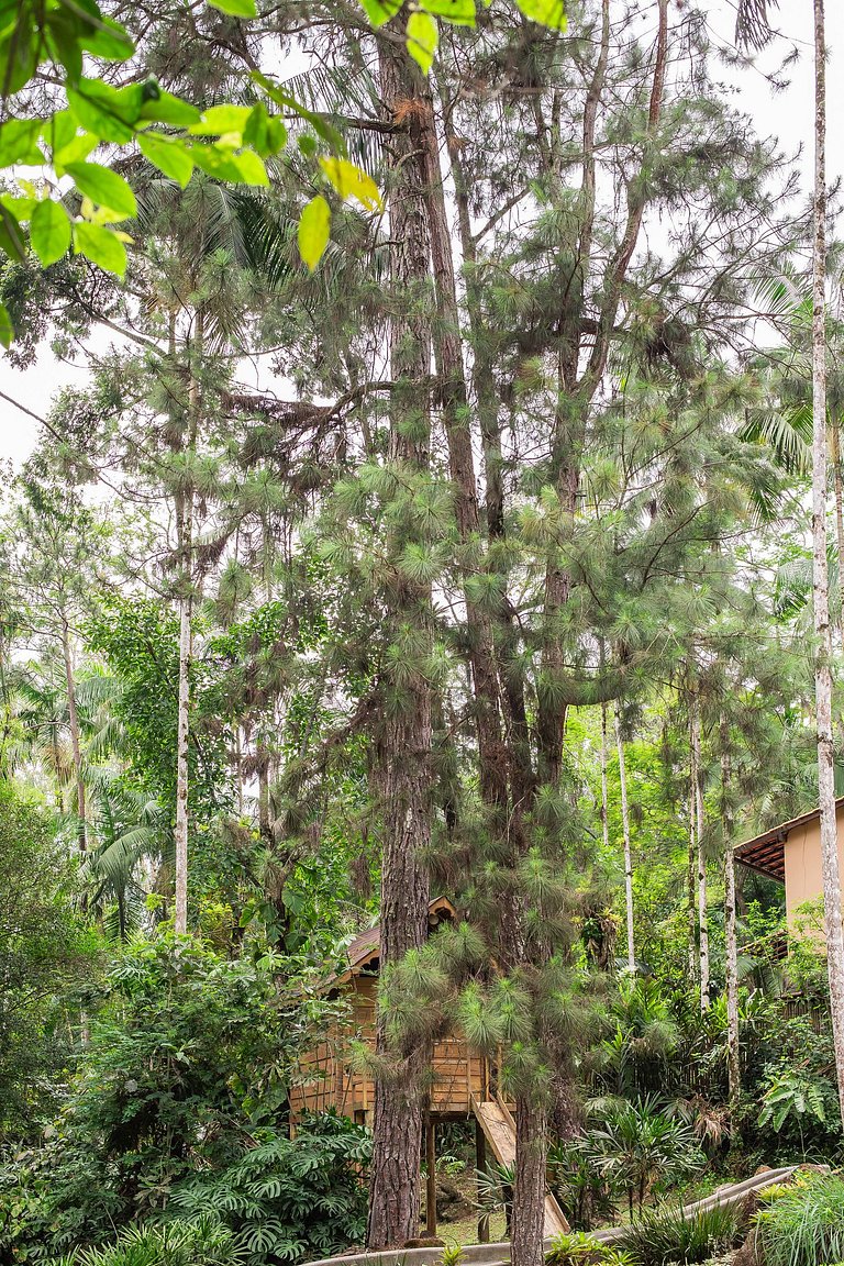 Dingo - Refugio romântico em meio à natureza
